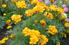 Усадьба Возняк цветы бархотцы