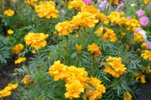 Усадьба Возняк цветы бархотцы