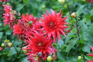 Усадьба Возняк георгин