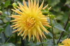 Усадьба Возняк георгин