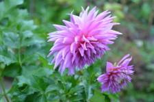 Усадьба Возняк георгин