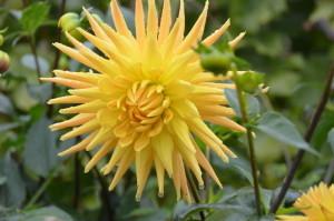 Усадьба Возняк георгин