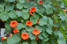 Усадьба Возняк настурция