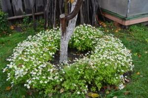 Усадьба Возняк цветы