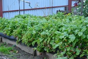 Усадьба Возняк земляника