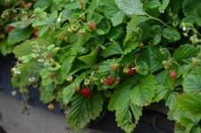 Усадьба Возняк земляника