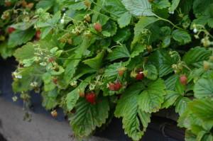 Усадьба Возняк земляника