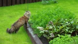 Уральский дачник