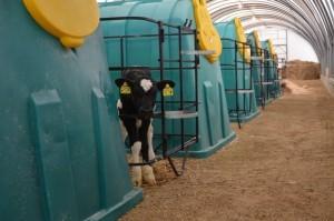 Двенадцать телят уже расселились в свои отдельные квартиры