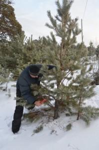 Заготовка елей, рубка елей