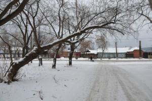 Деревья по ул. К. Либкнехта