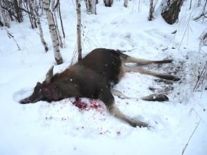 Убитый в Сысертском лесу лосенок