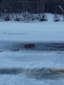 Дворняга не могла выбраться из полыньи