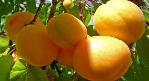 Абрикос усадьба