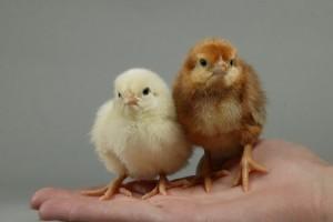 Госплемптицезавод «Свердловский»