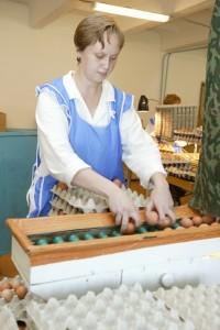 Госплемптицезавод «Свердловский»