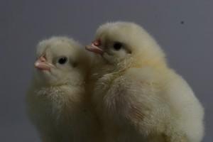 Госплемптицезавод «Свердловский»