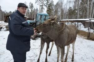 Два лосика обожают ветврача Дениса Иванова: он всегда балует из печеньем и белым хлебом