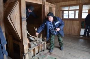 Процедура взятия анализов у пятнистых оленей - не из простых. Животное попадает в специальный станок, и чтобы ветеринар смог провести все манипуляции, оленя удерживают двое мужчин
