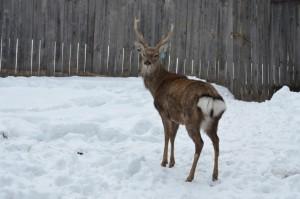 Красавец породы "Сысертский": полученной из алтайских и уссурийских кровей