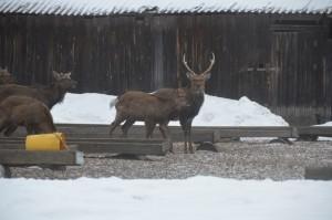 Кормушка для оленей - одно из любимых мест