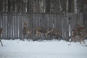 В стае самцов оленей лидеров не бывает, но периодически "рога чешутся"