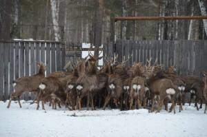 После обследования самцов выпускают в отдельный загон на двухнедельный карантин