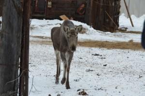 Полутораметровые лосята - одни из главных любимцев гостей оленефермы