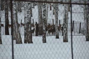 Самки оленя с марта по август уходят "в лес", чтобы выносить и вырастить своих детенышей