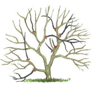 Обрезка деревьев