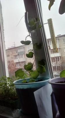 Усадьба рассада