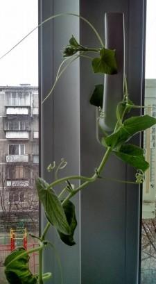 Усадьба рассада