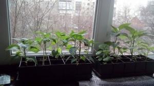 Усадьба рассада