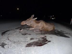 Лосиху сбила бетономешалка