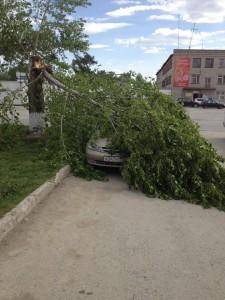 Тополь упал в праймериз