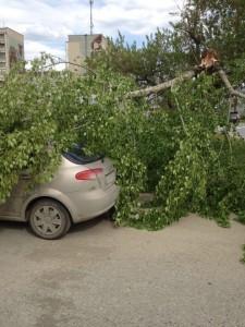 Тополь упал в праймериз