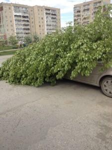Тополь упал в праймериз