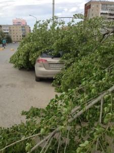 Тополь упал в праймериз