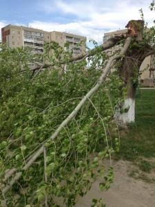 Тополь упал в праймериз