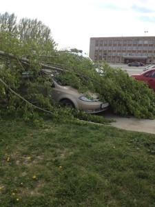 Тополь упал в праймериз