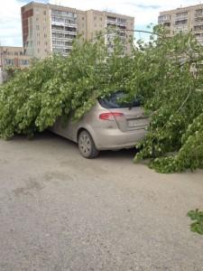 Тополь упал в праймериз