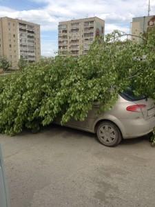 Тополь упал в праймериз