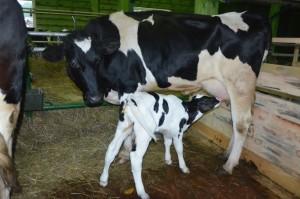 Молочная ферма Бондарева