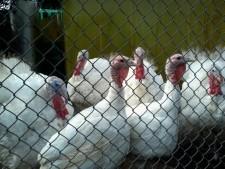 Усадьба Кувшинских