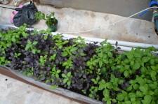 Усадьба Кувшинских