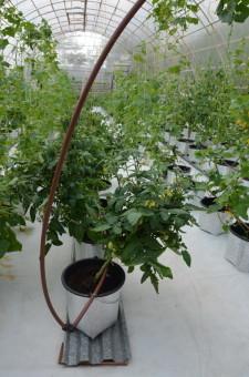 Усадьба Кувшинских