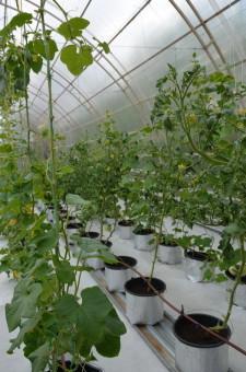 Усадьба Кувшинских