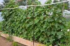 Теплая грядка усадьба