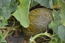 Теплая грядка усадьба арбуз