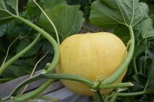 Теплая грядка усадьба